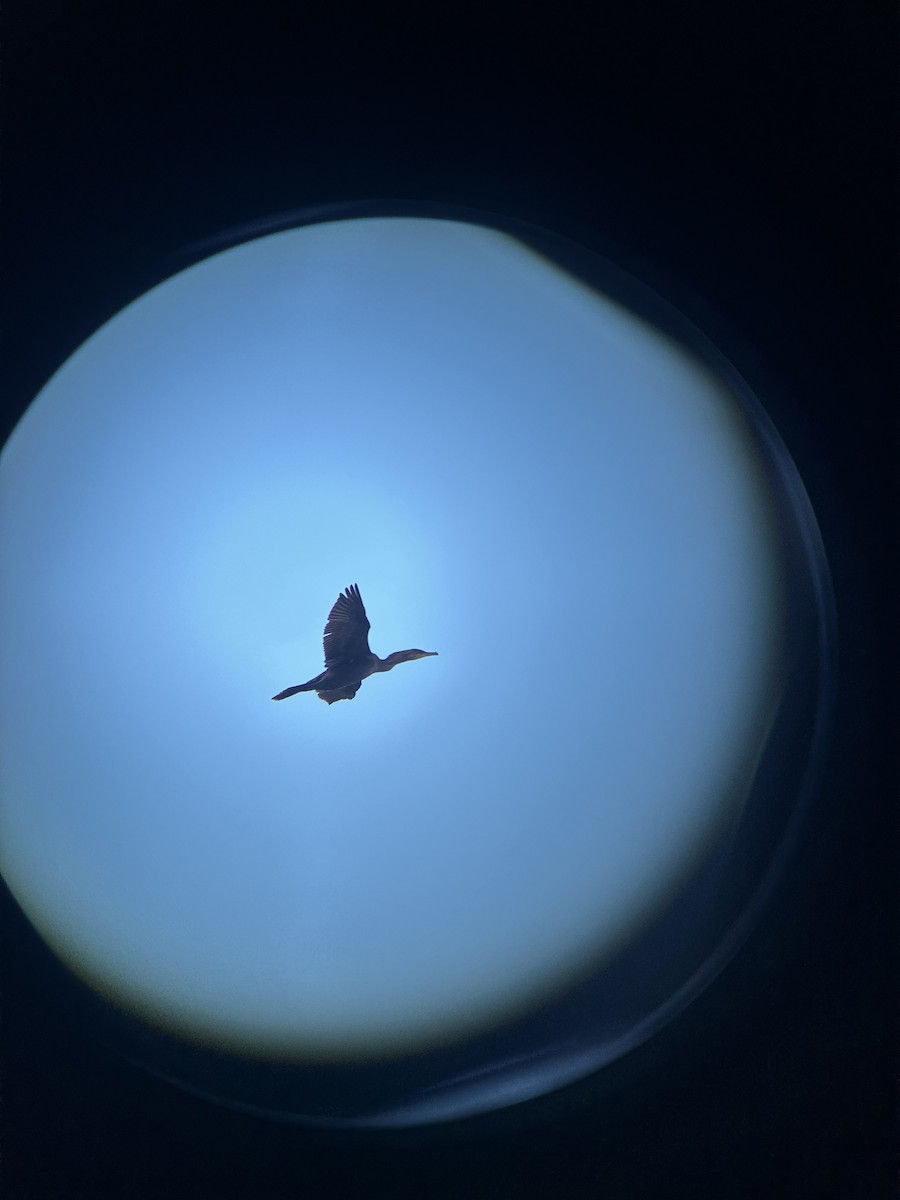 totoppskarv - ML644657424