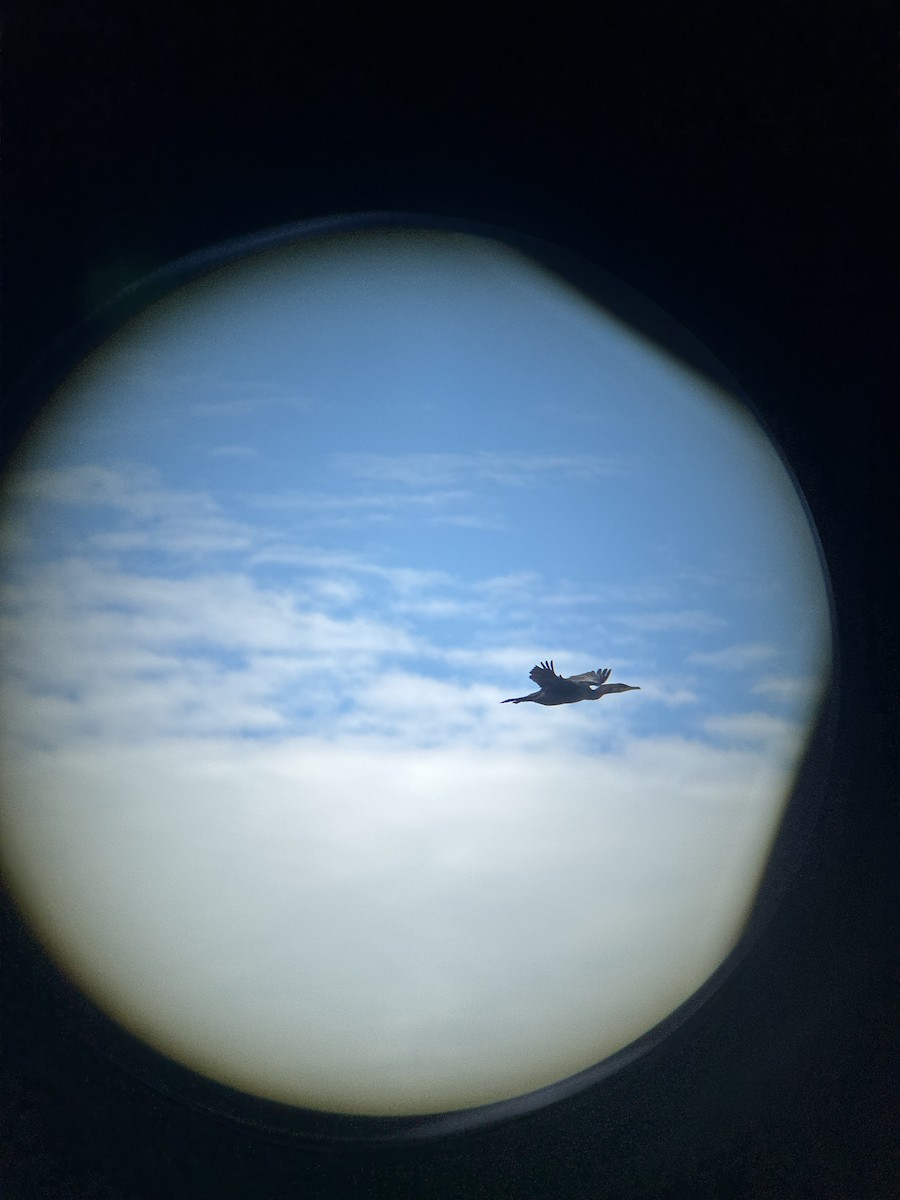 totoppskarv - ML644657425