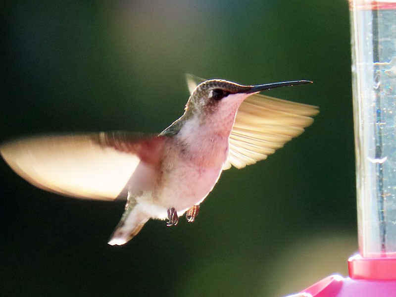 rubinstrupekolibri - ML644657428