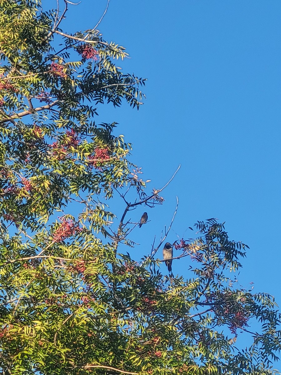 gullspett - ML644657429