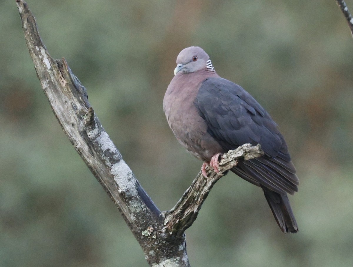 singaleserdue - ML644657431