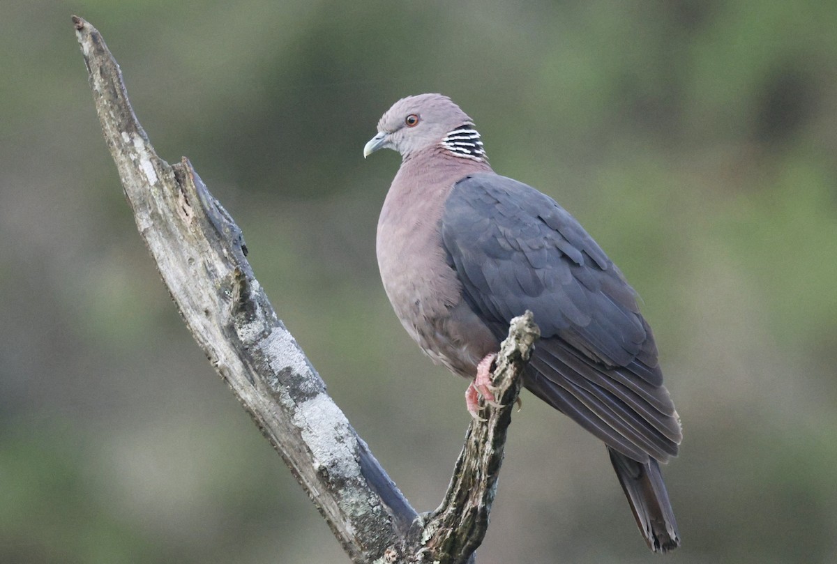 singaleserdue - ML644657432