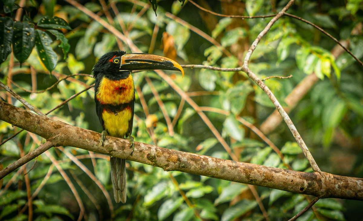 bleknebbtukan - ML644657434