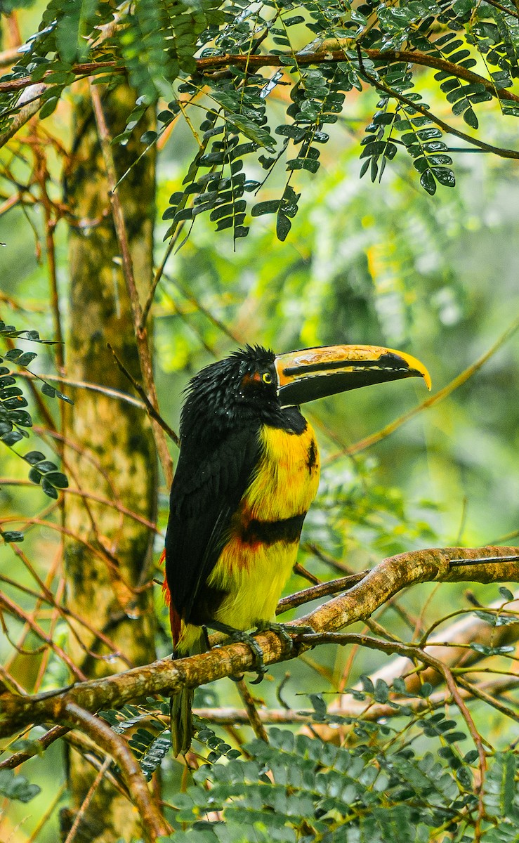 bleknebbtukan - ML644657435