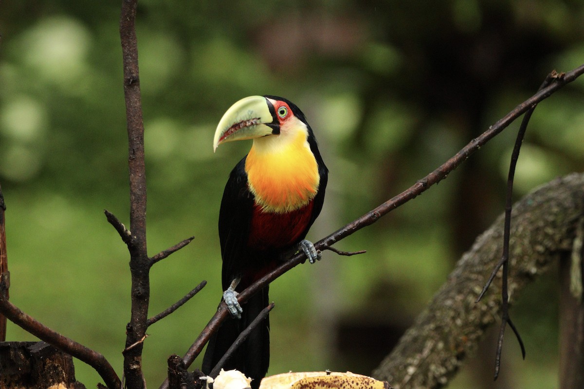 rødbuktukan - ML644657436