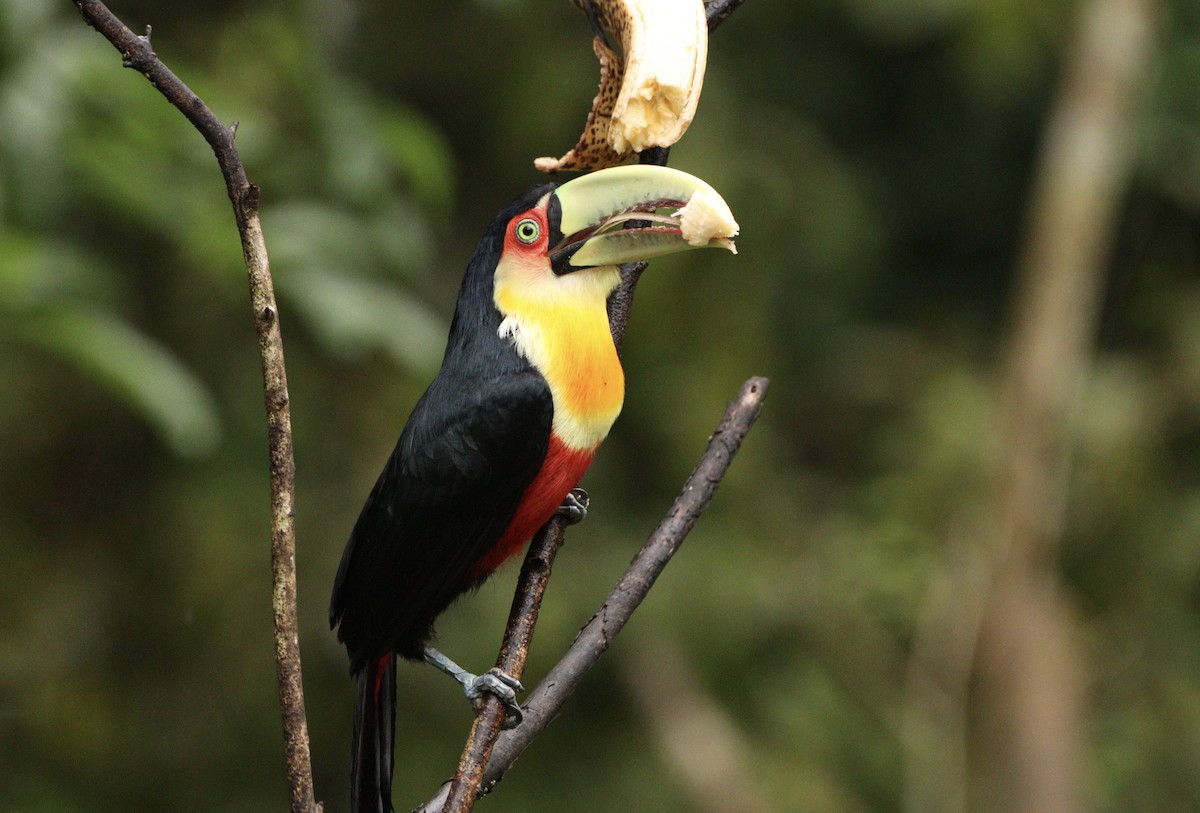 rødbuktukan - ML644657437