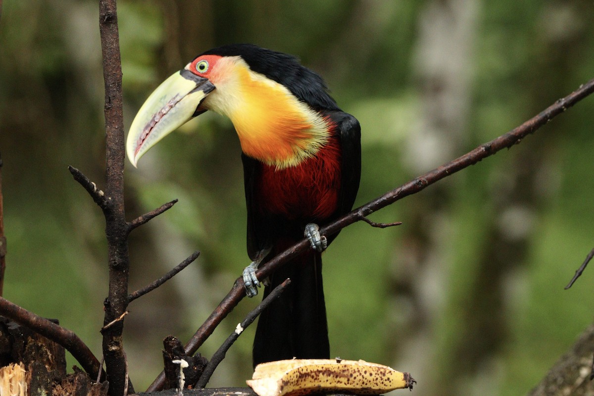 rødbuktukan - ML644657438