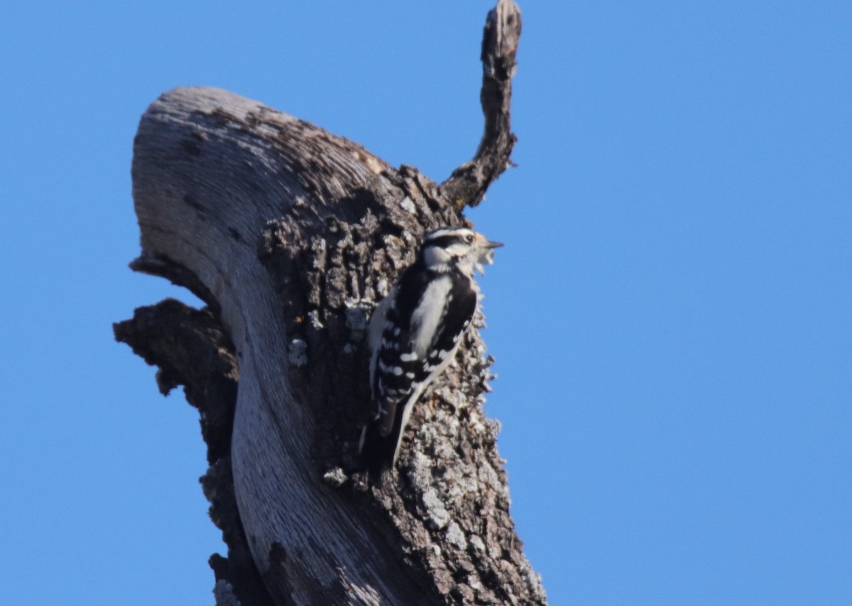 dunspett - ML644657439