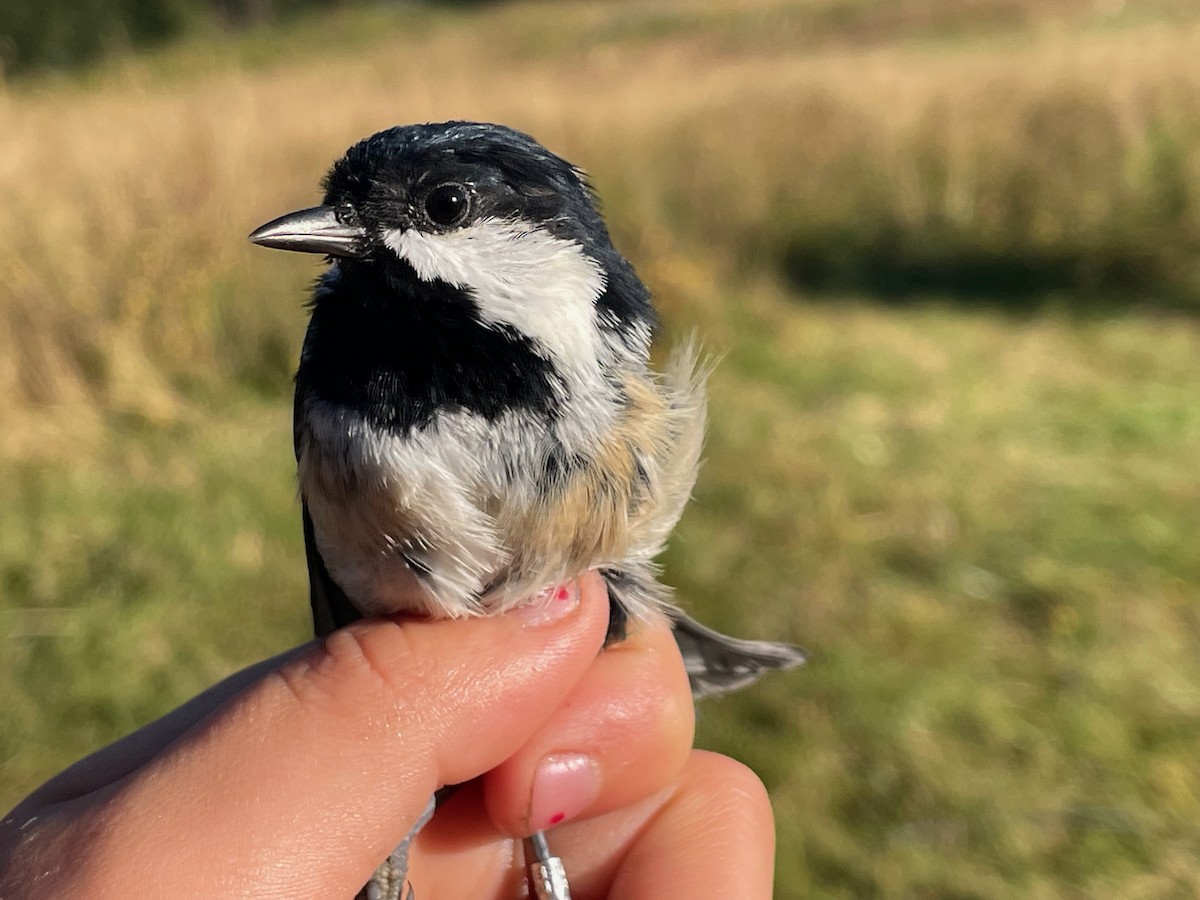 svartmeis - ML644657440