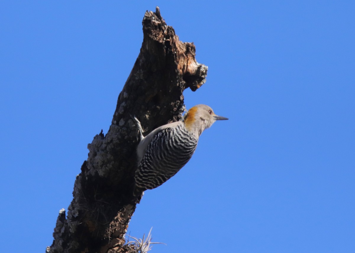 mesquitespett - ML644657441