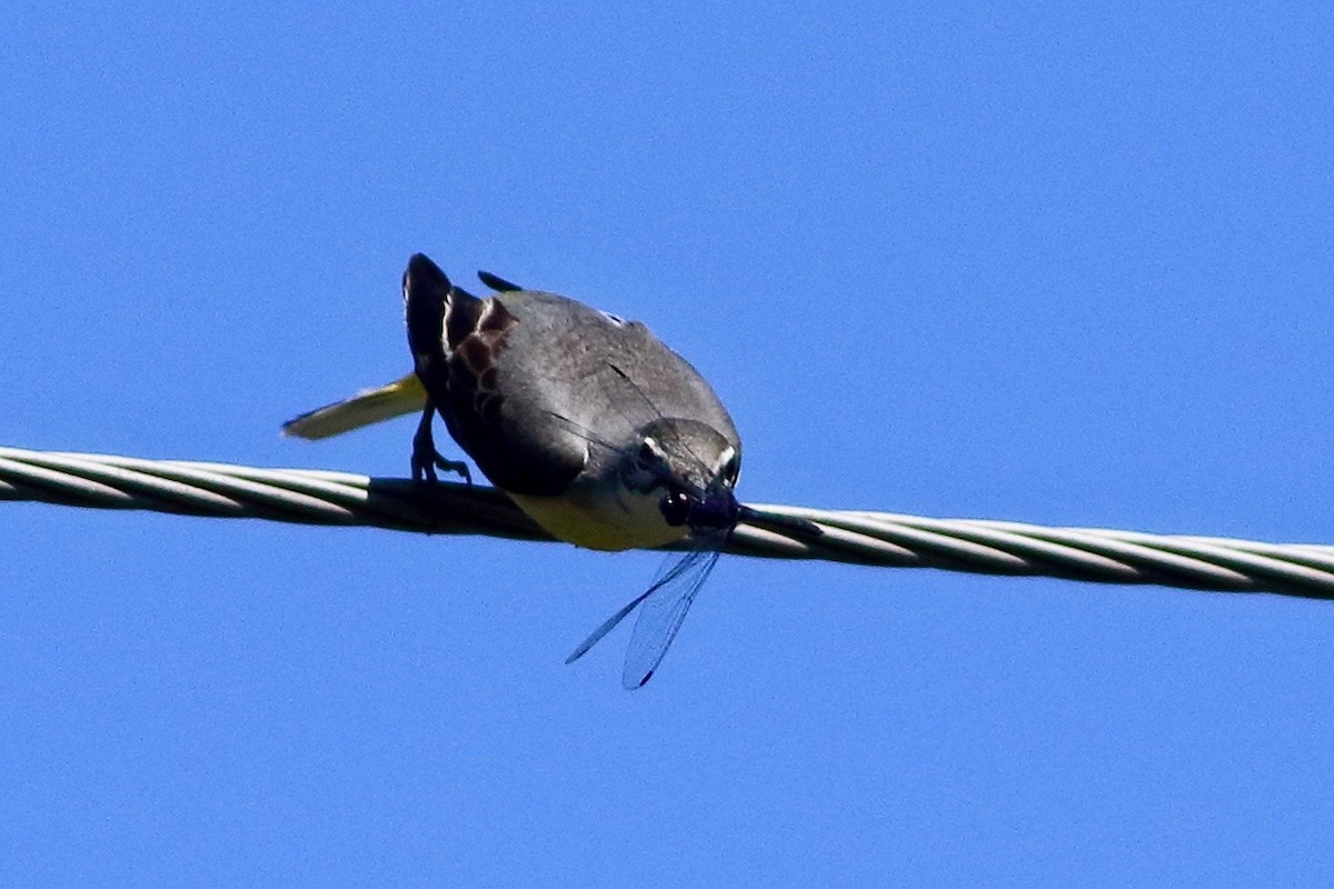 vintererle - ML644657442