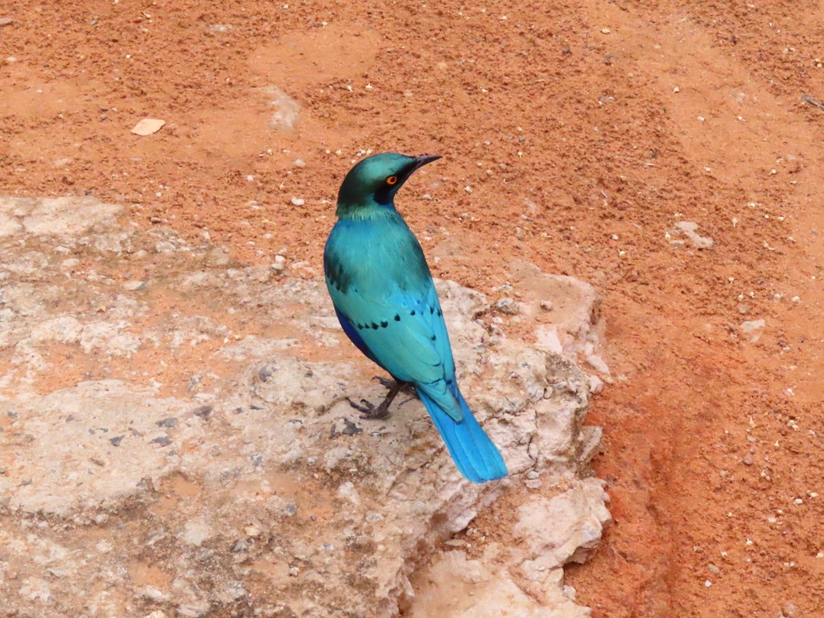 blåøreglansstær - ML644657443