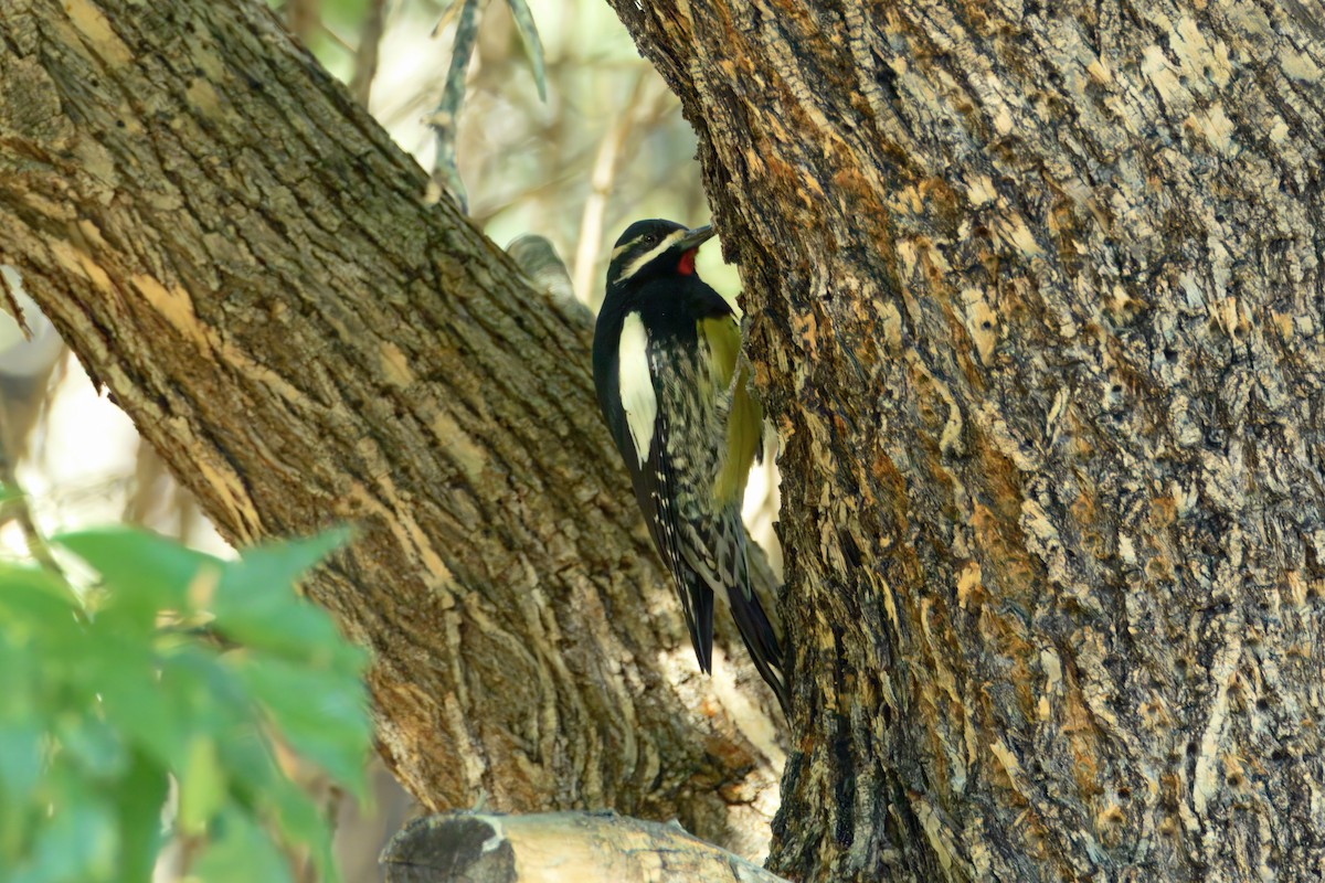 furusevjespett - ML644657444