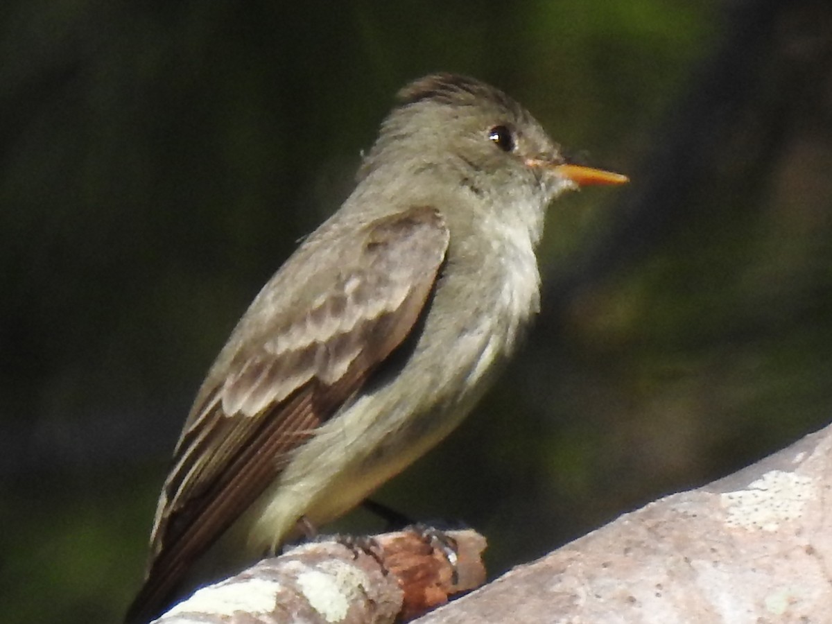 østpivi - ML644657445