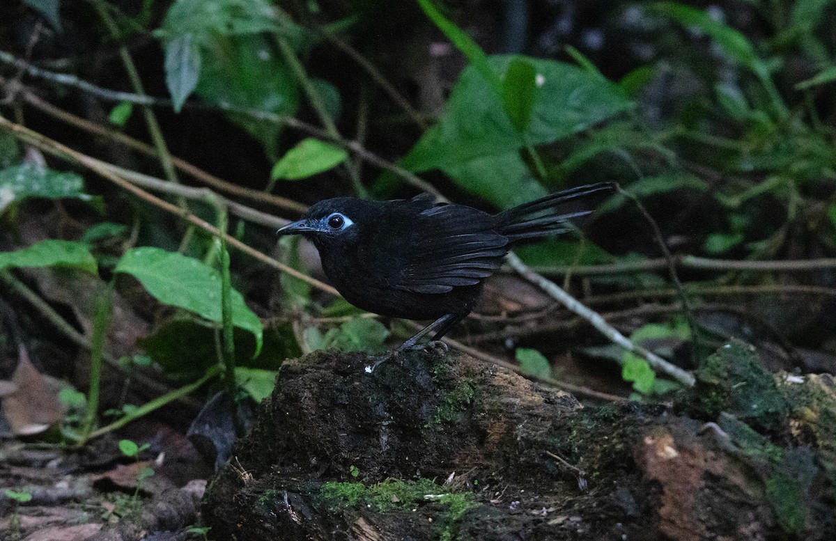 sambomaurfugl - ML644657446