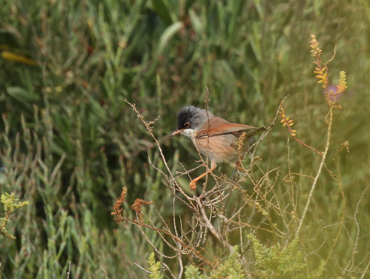 maskesanger - ML644657447