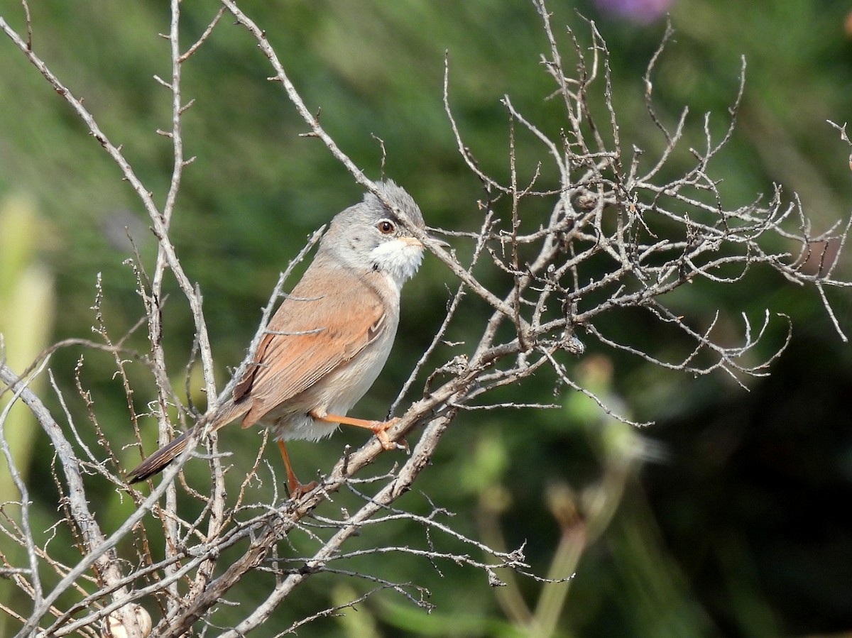 Ezkai-txinboa - ML644657448