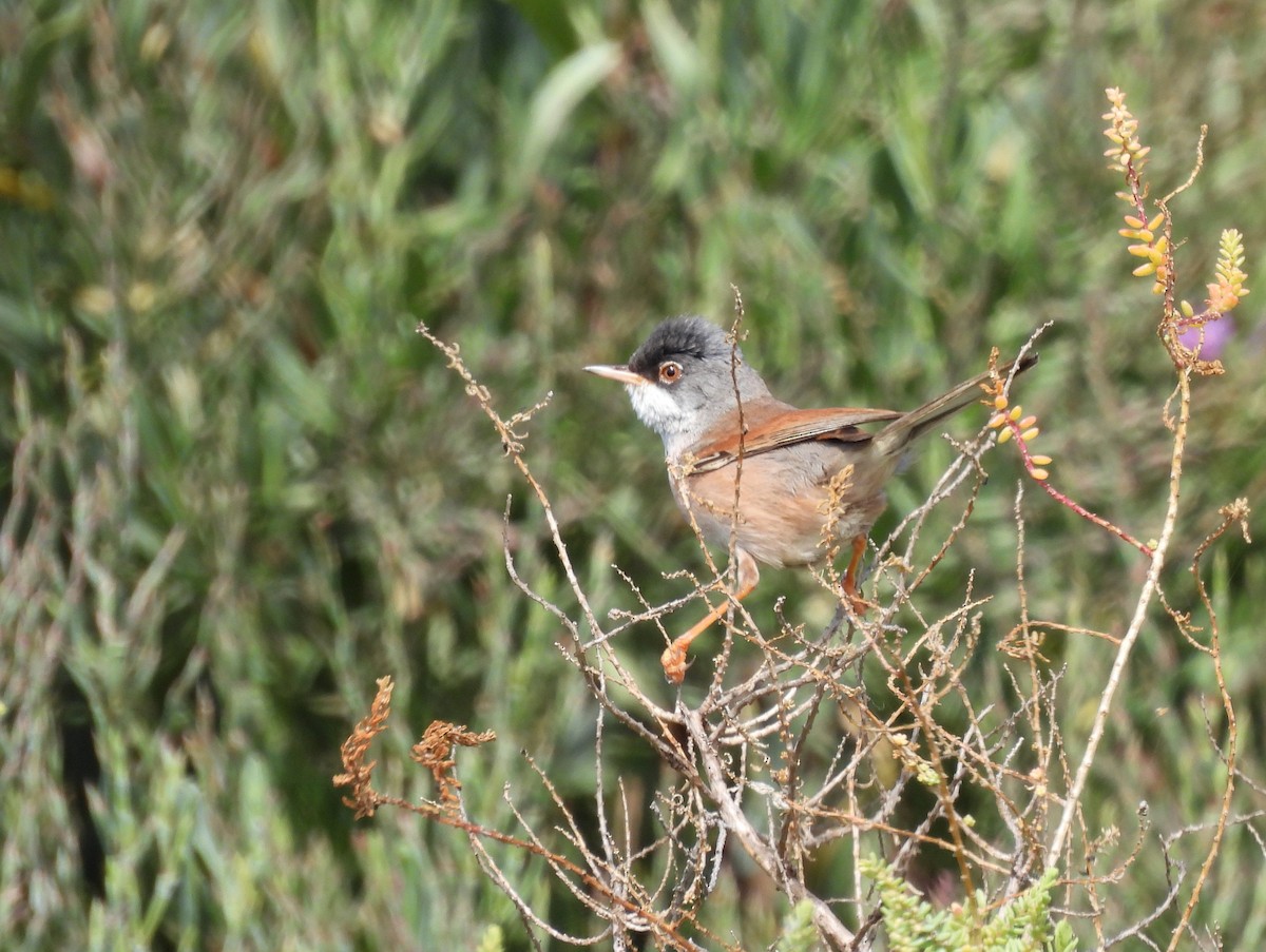 Ezkai-txinboa - ML644657450