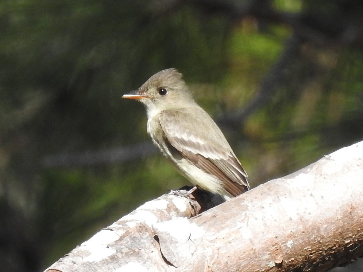 østpivi - ML644657451