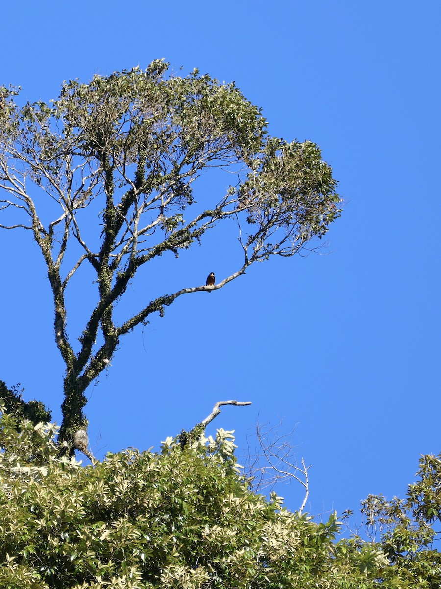 libellefalk - ML644657452