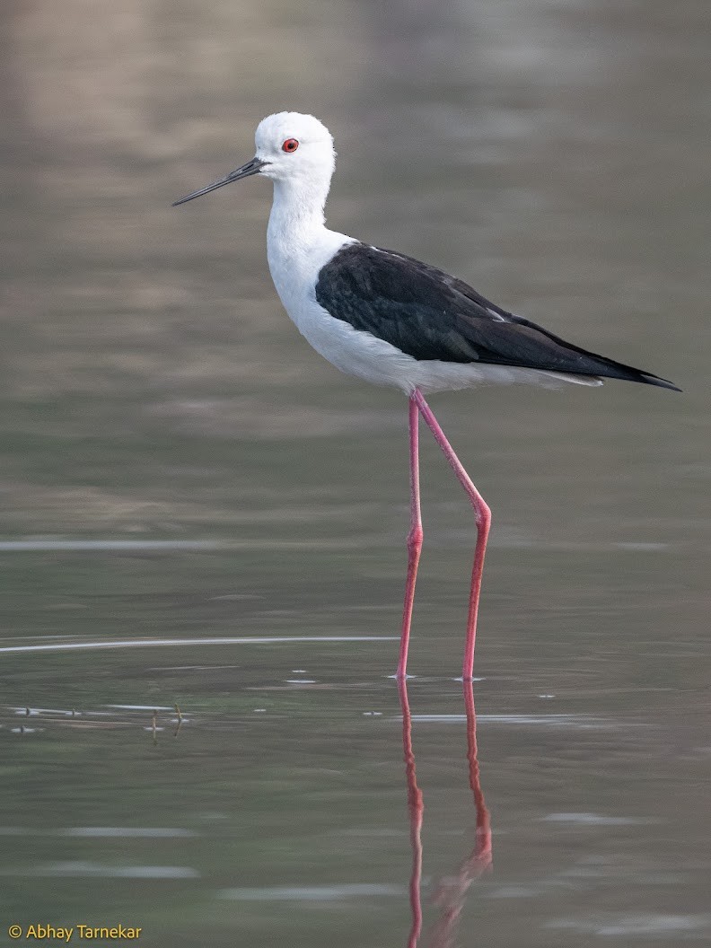 stylteløper - ML644657453