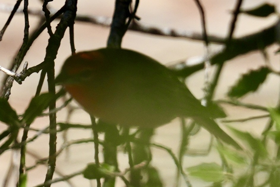 skarlagenpiranga (hepatica gr.) - ML644657455