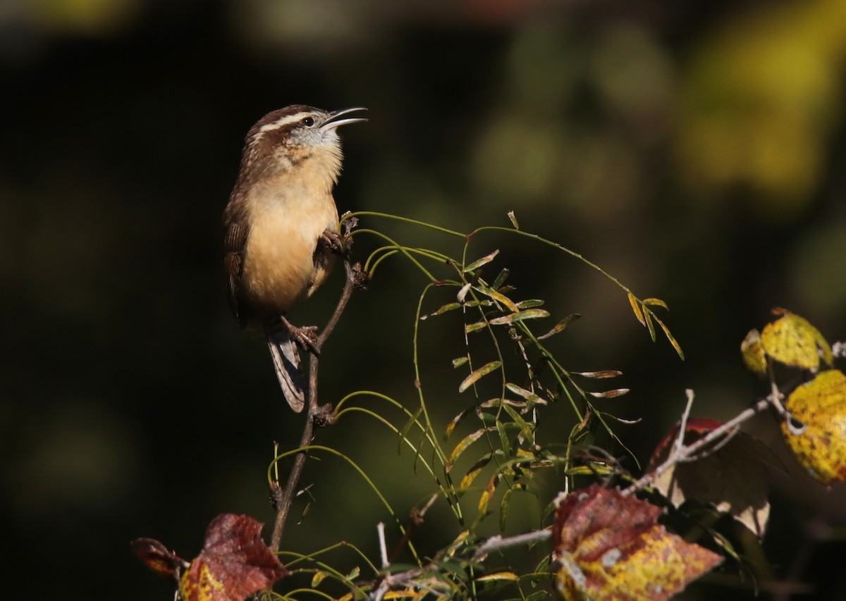 Carolina Wren - ML644657456