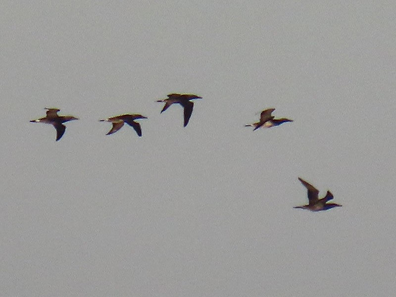 havsule - ML644657457