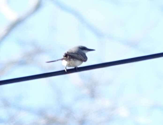 Gray Kingbird - ML644657458