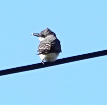 Gray Kingbird - ML644657459
