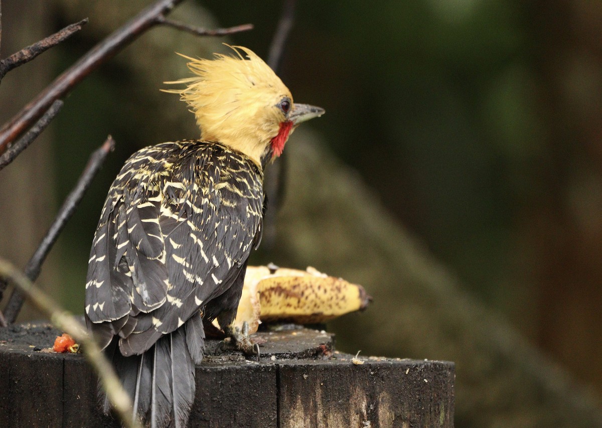 Pic à tête blonde - ML644657460