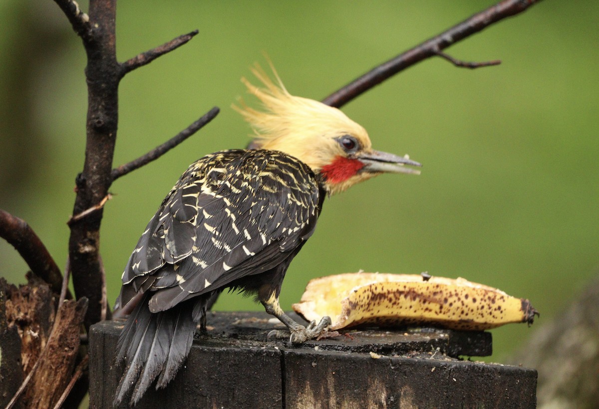 Pic à tête blonde - ML644657461