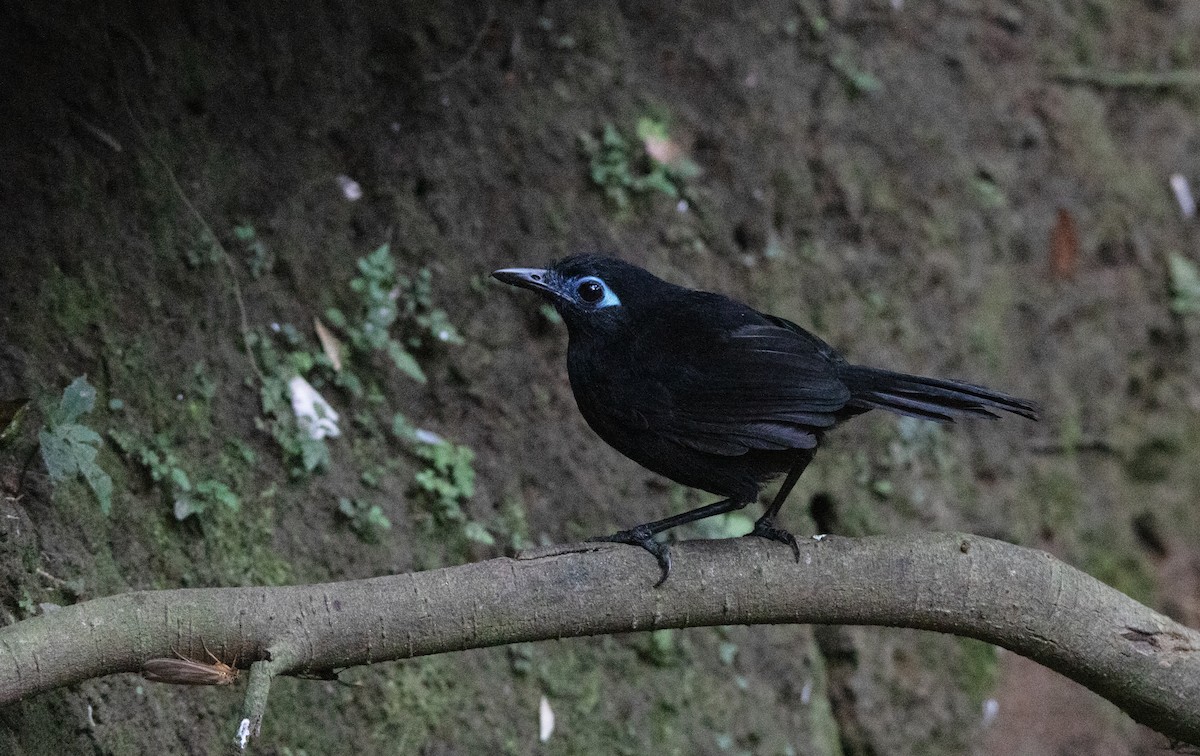 Покривник брунатний - ML644657463