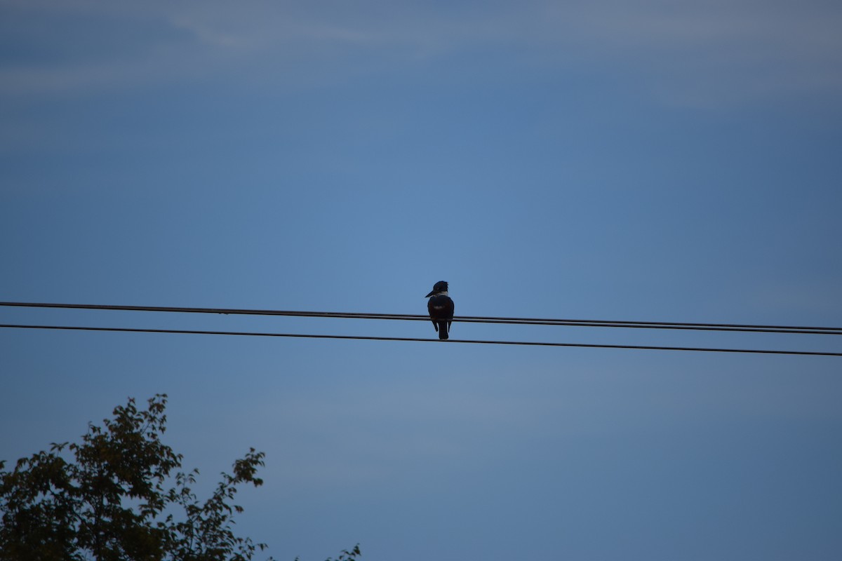 Рибалочка-чубань неотропічний - ML644657466