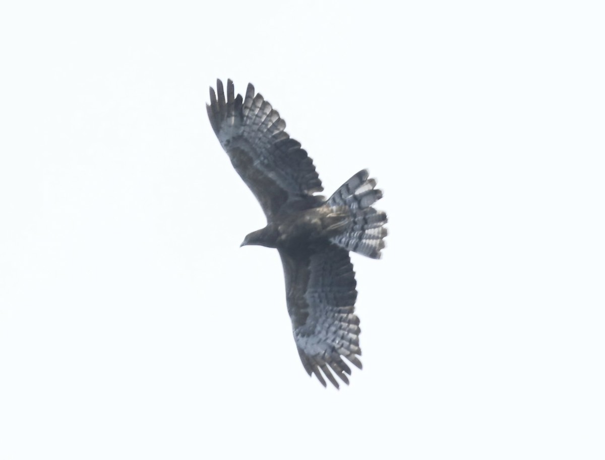 Oriental Honey-buzzard (Northern) - ML644657467