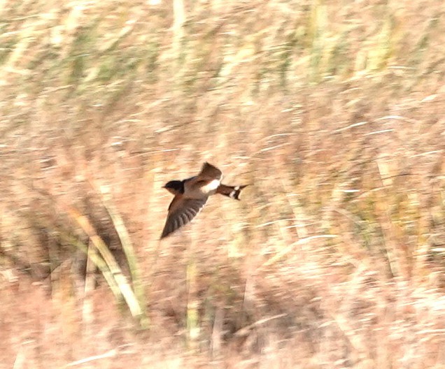 Barn Swallow - ML644657470