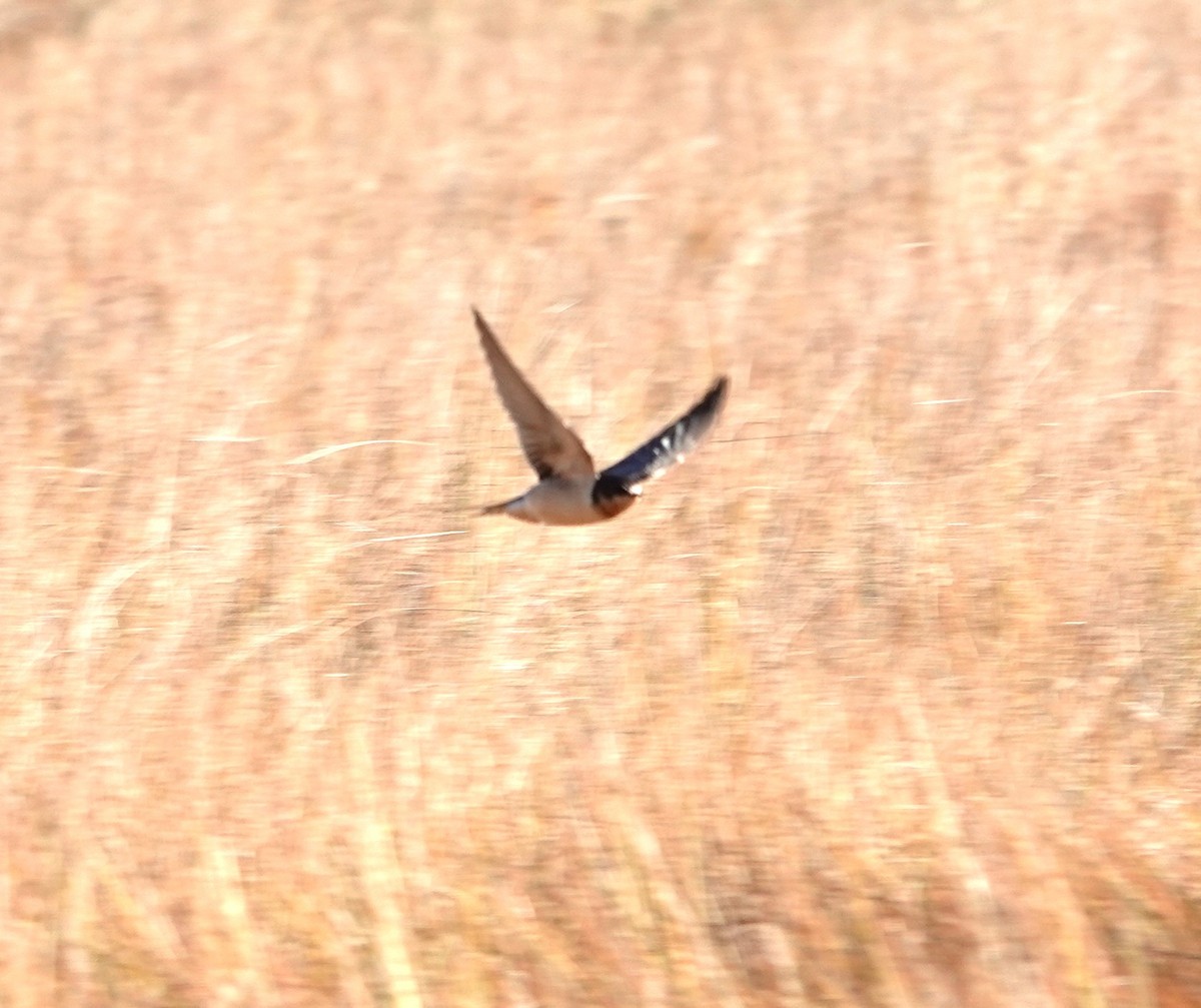 Barn Swallow - ML644657472