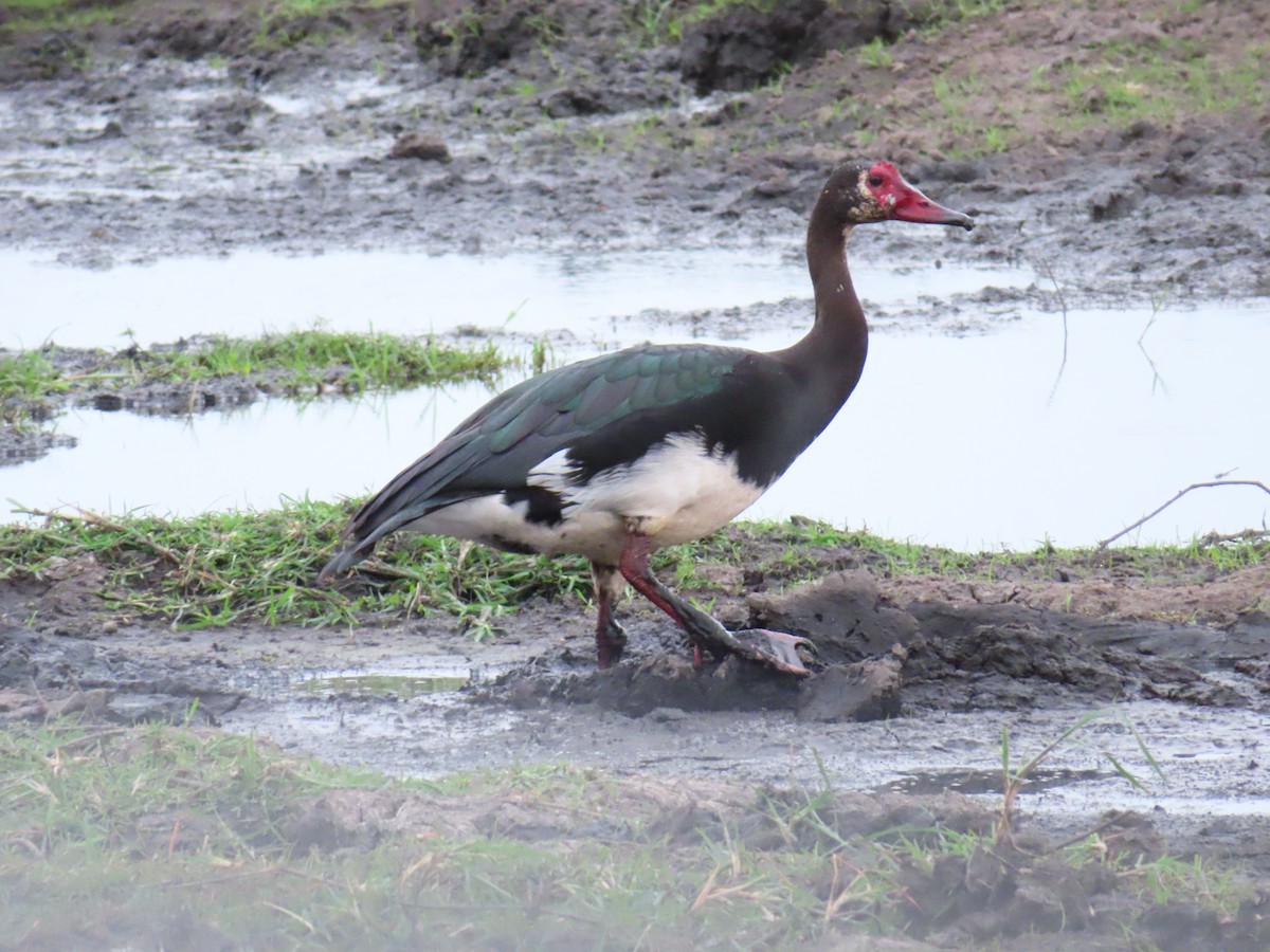 Шпорокрил - ML644657481