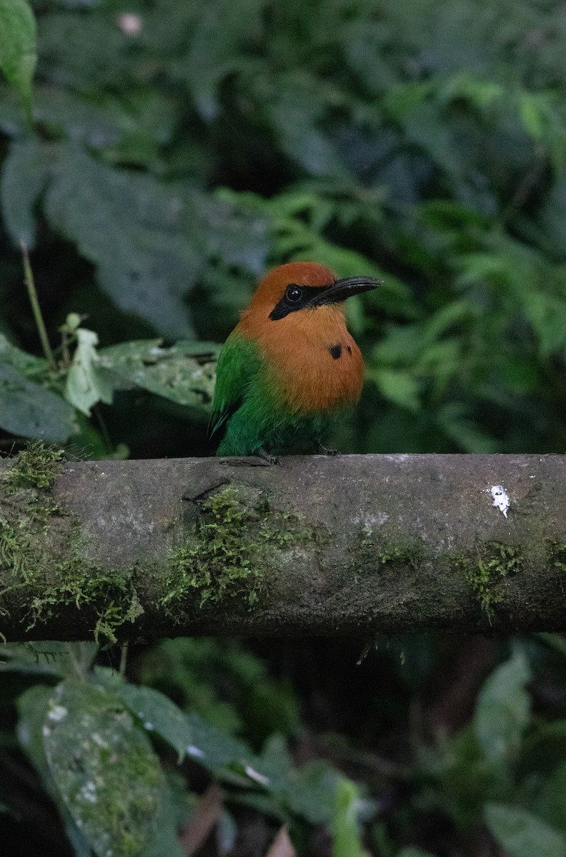 Момот широкодзьобий - ML644657487