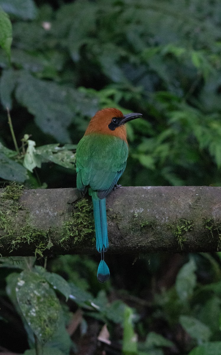 Момот широкодзьобий - ML644657488