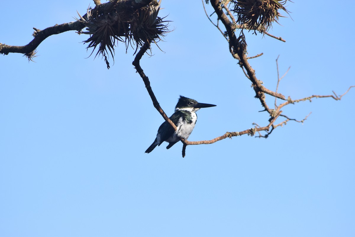 Рибалочка амазонійський - ML644657489