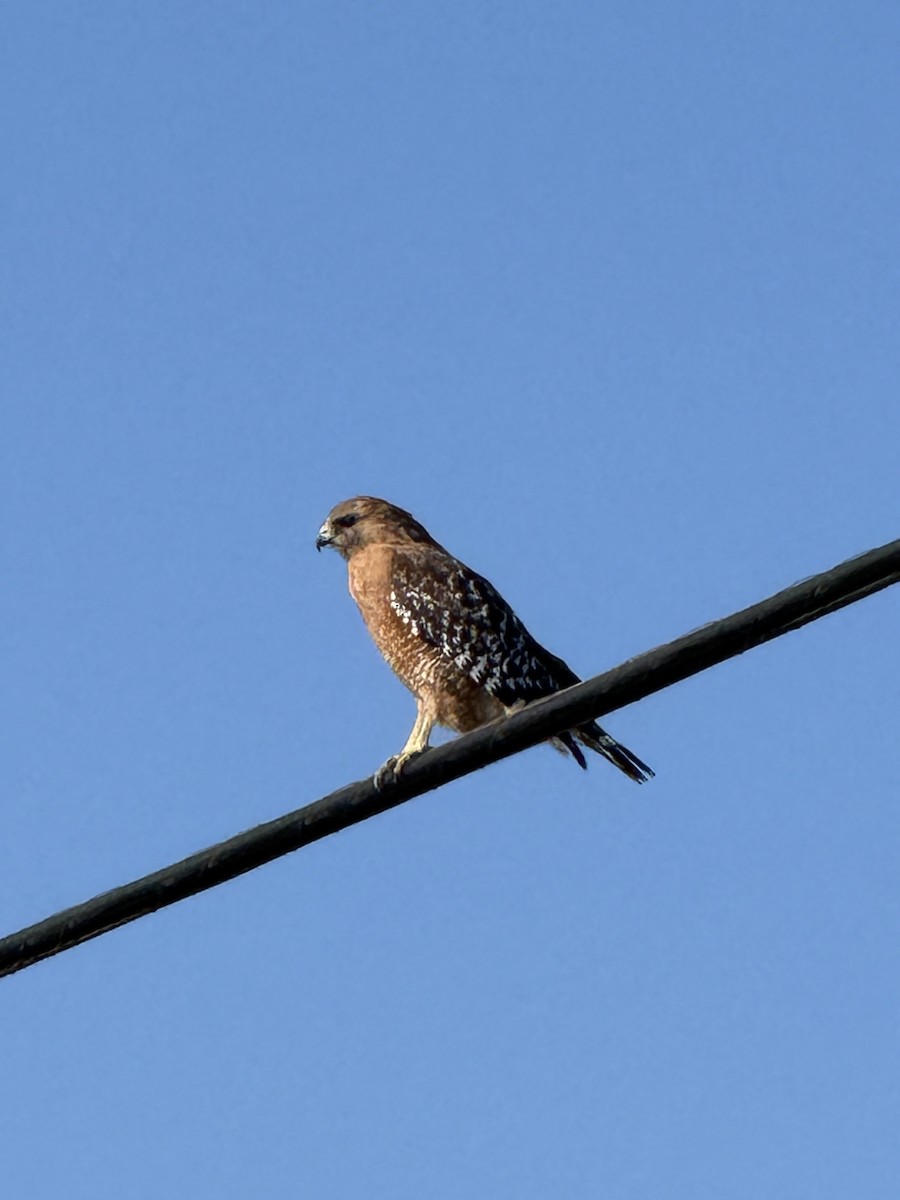 Канюк рудоплечий - ML644657492