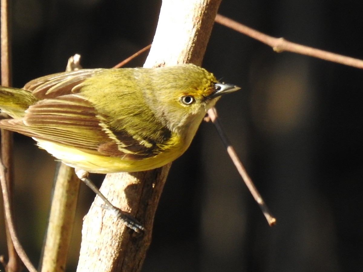 Vireo Ojiblanco - ML644657493