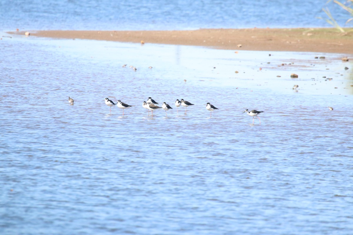 Black-necked Stilt - ML644657495