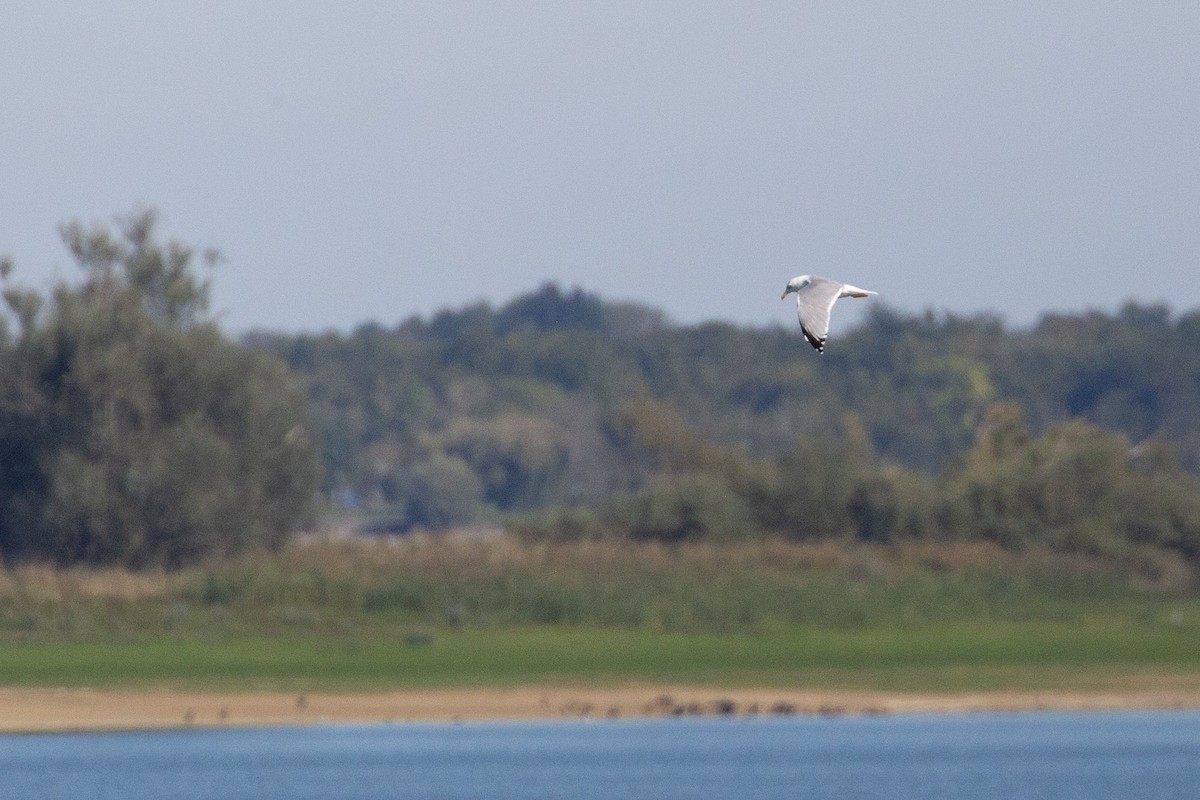 Мартин скельний - ML644657497