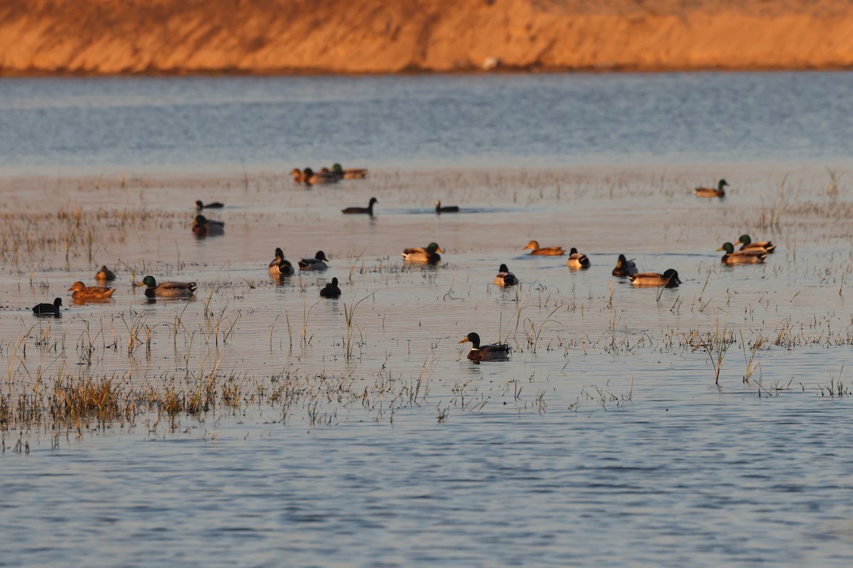 Крижень звичайний - ML644657498