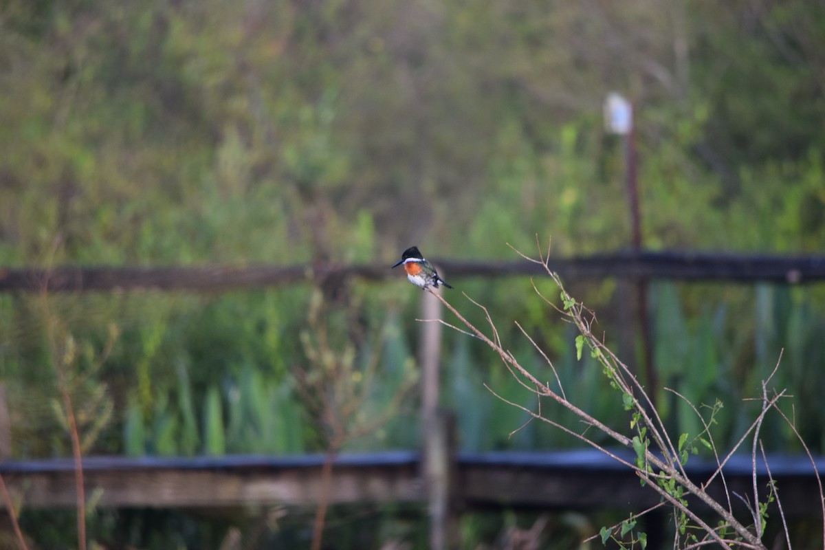 Рибалочка зелений - ML644657505