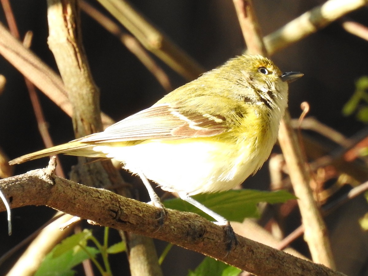 Vireo Ojiblanco - ML644657506
