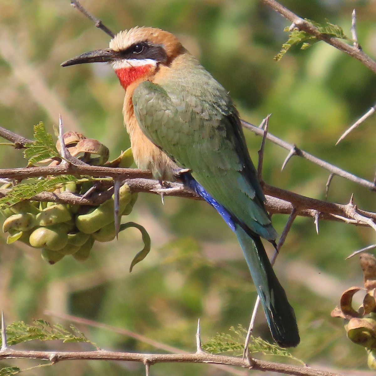 White-fronted Bee-eater - ML644657511