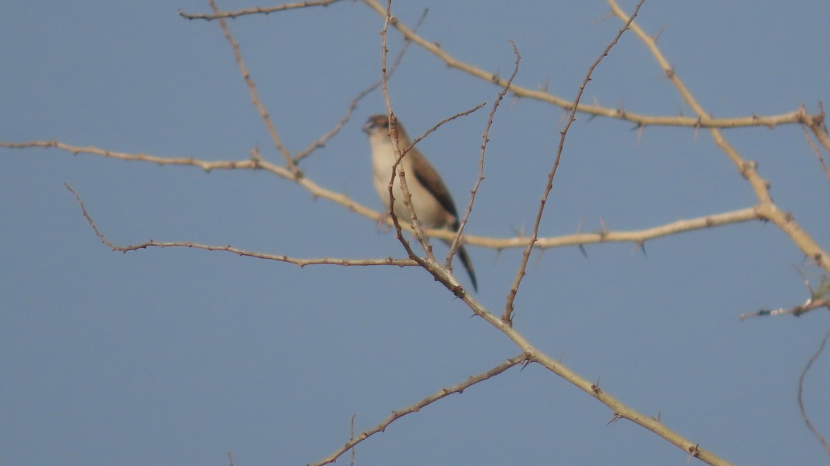 Capuchino Picoplata Indio - ML644657517